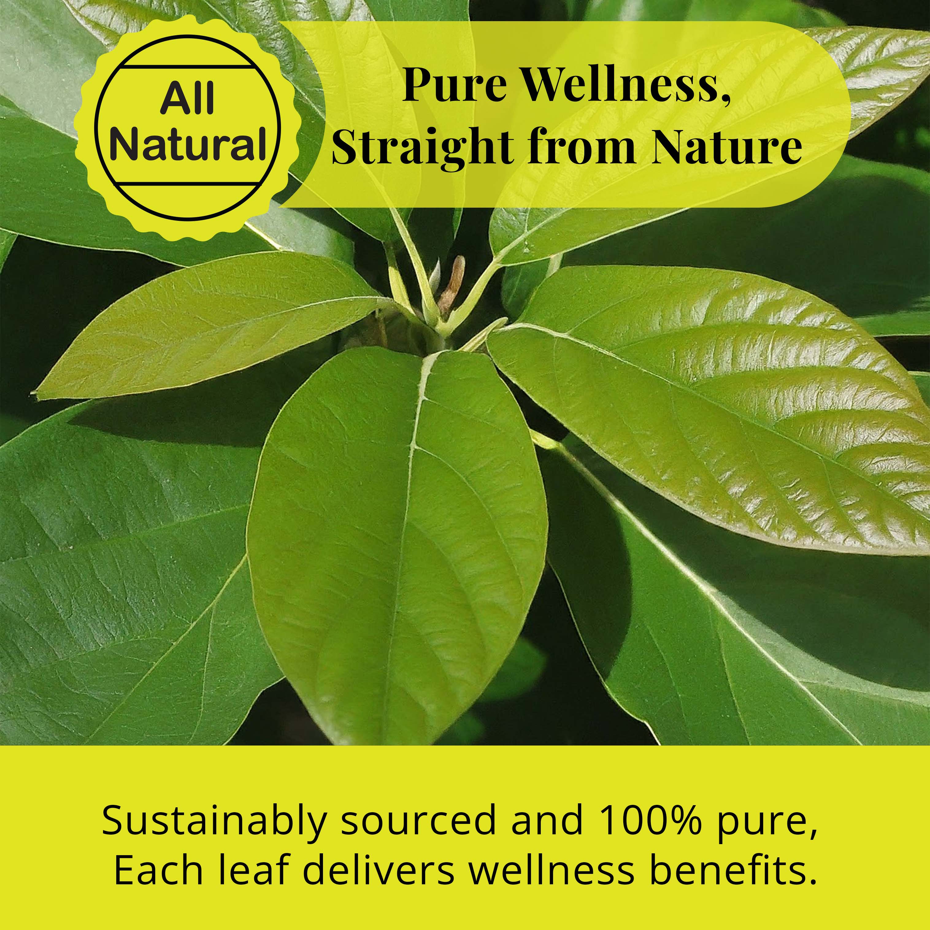 Dried Avocado Leaves, (Hojas De Aguacate) - 2.6oz (75gm). Makes 28 cups Akshit