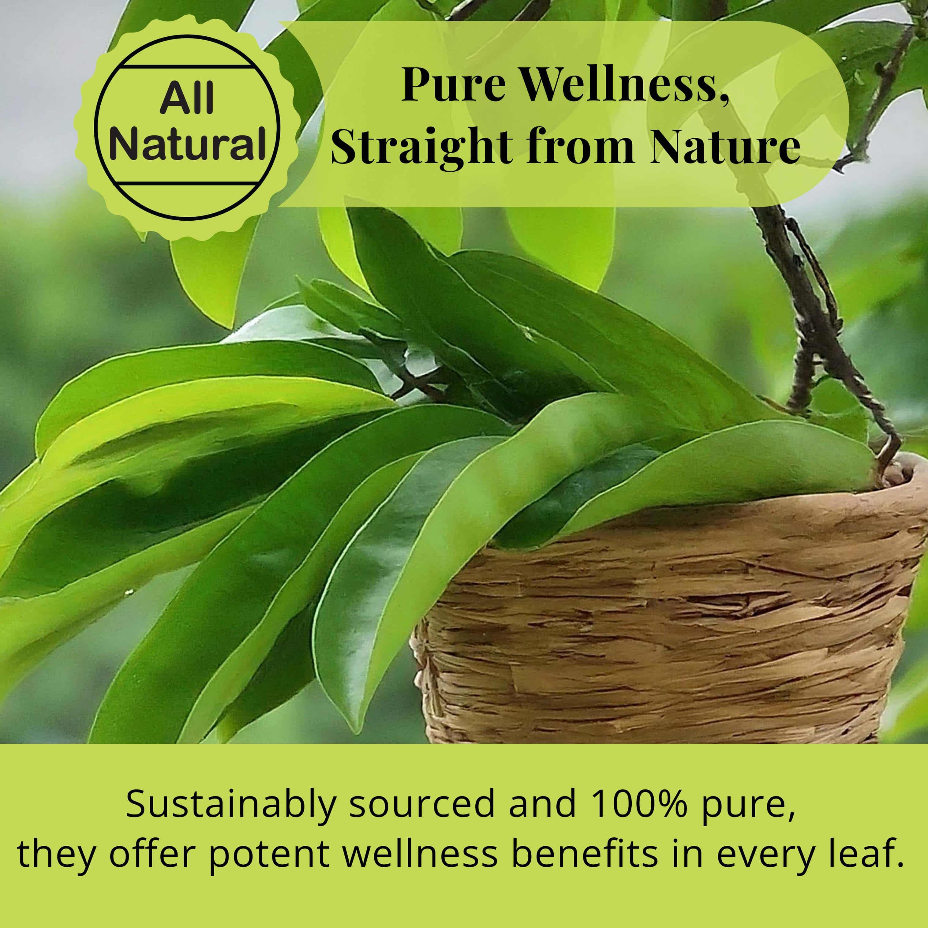 200+ Whole Dried Soursop Leaves – 2.6 oz , 100% Natural Soursop Tea (Graviola Leaves), Caffeine-Free Herbal Tea (Hoja Guanabana) Akshit