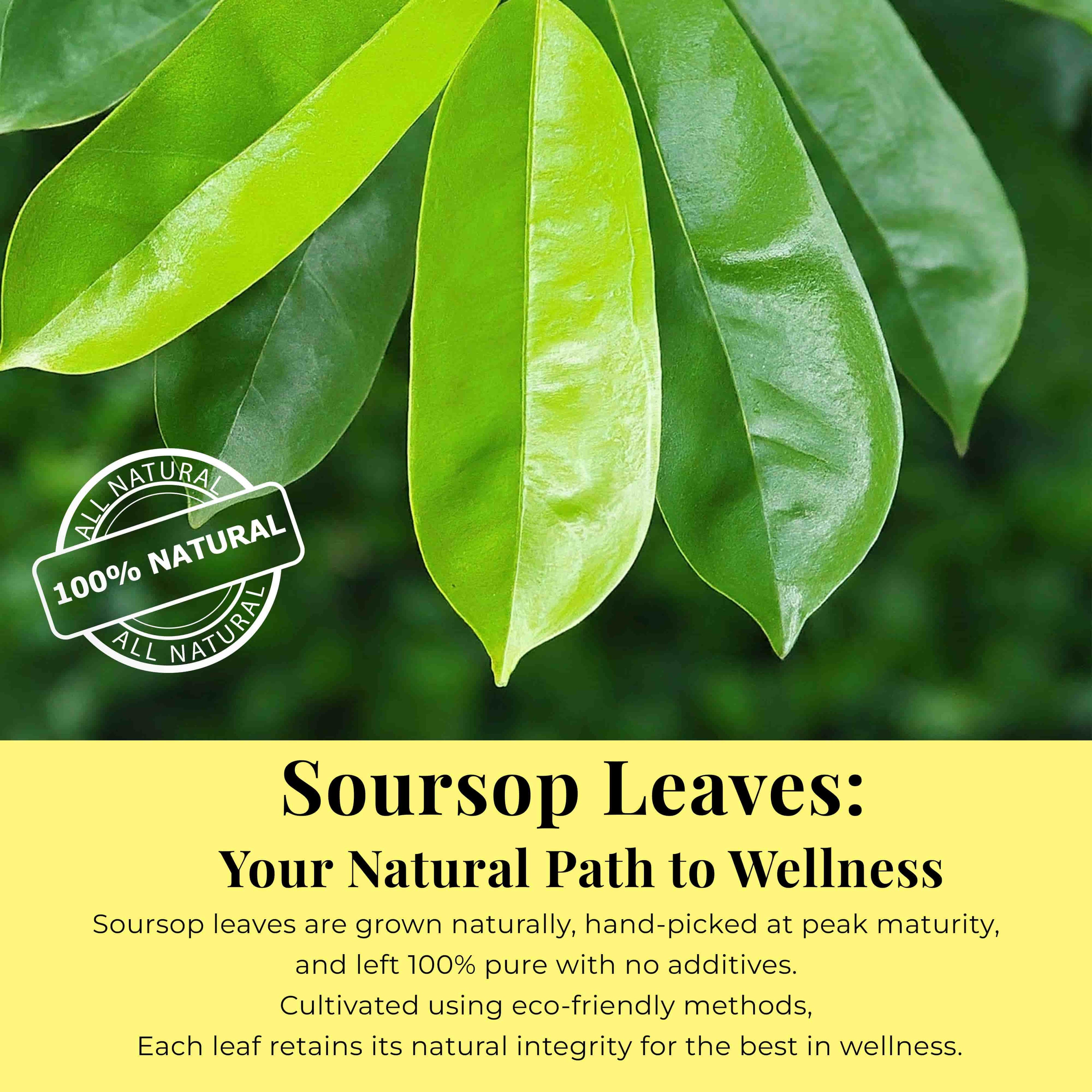 200+ Whole Dried Soursop Leaves – 2.6 oz , 100% Natural Soursop Tea (Graviola Leaves), Caffeine-Free Herbal Tea (Hoja Guanabana) Akshit