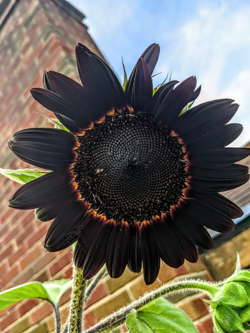 Fresh Deep Black Sunflower Seeds for Planting - Garden Growth for 50 Pcs organicindiaseeds