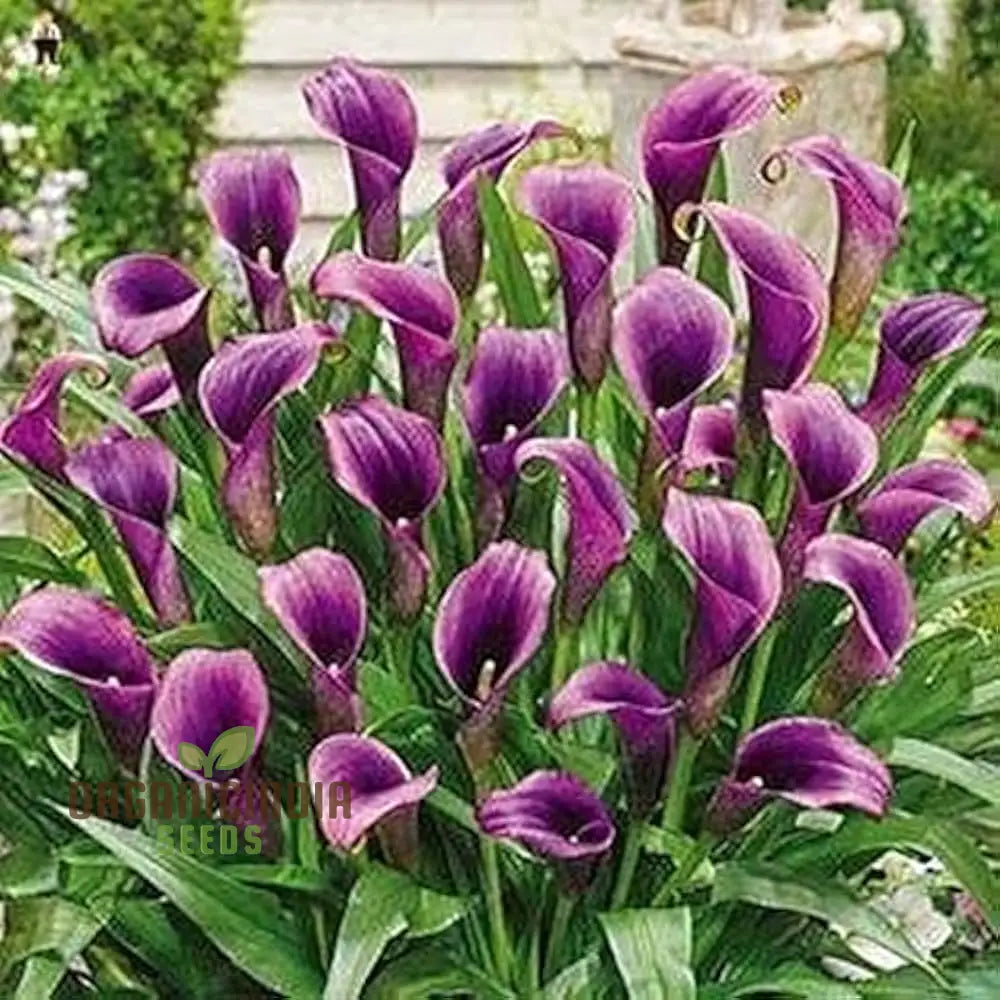 Gazania Rigens Flower Seeds - African Sunflower - 100 pcs organicindiaseeds