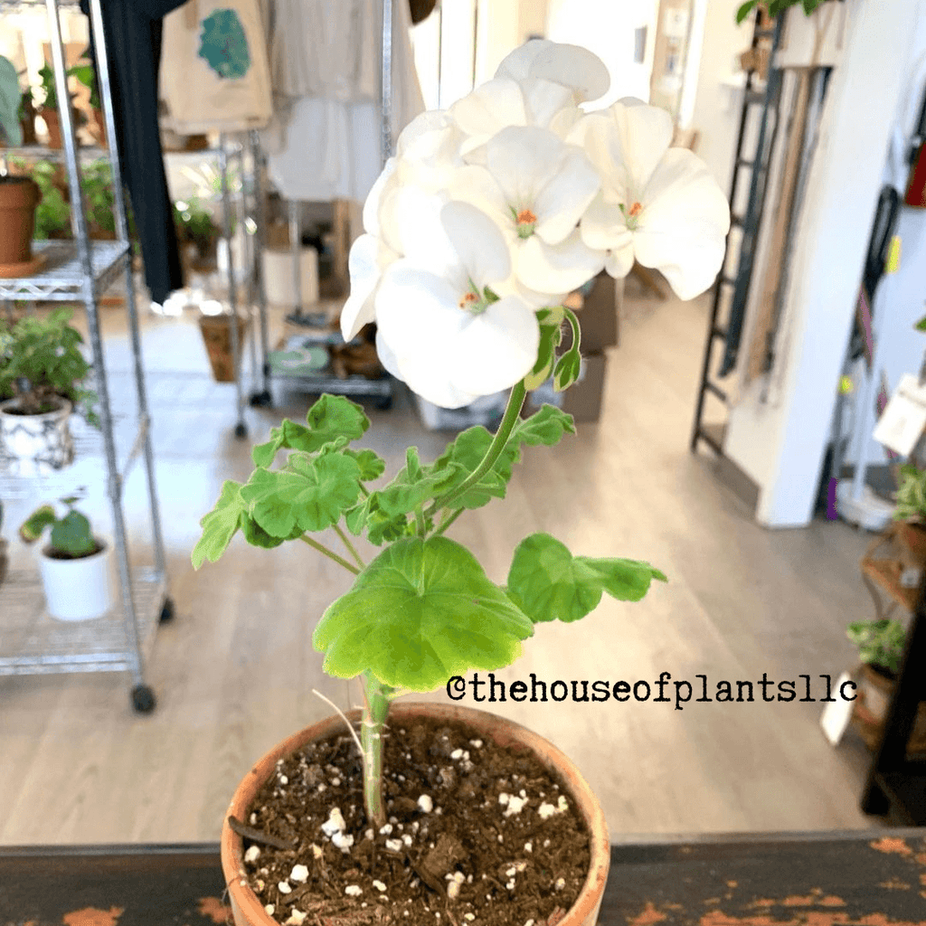 Geranium Seeds Plantflix