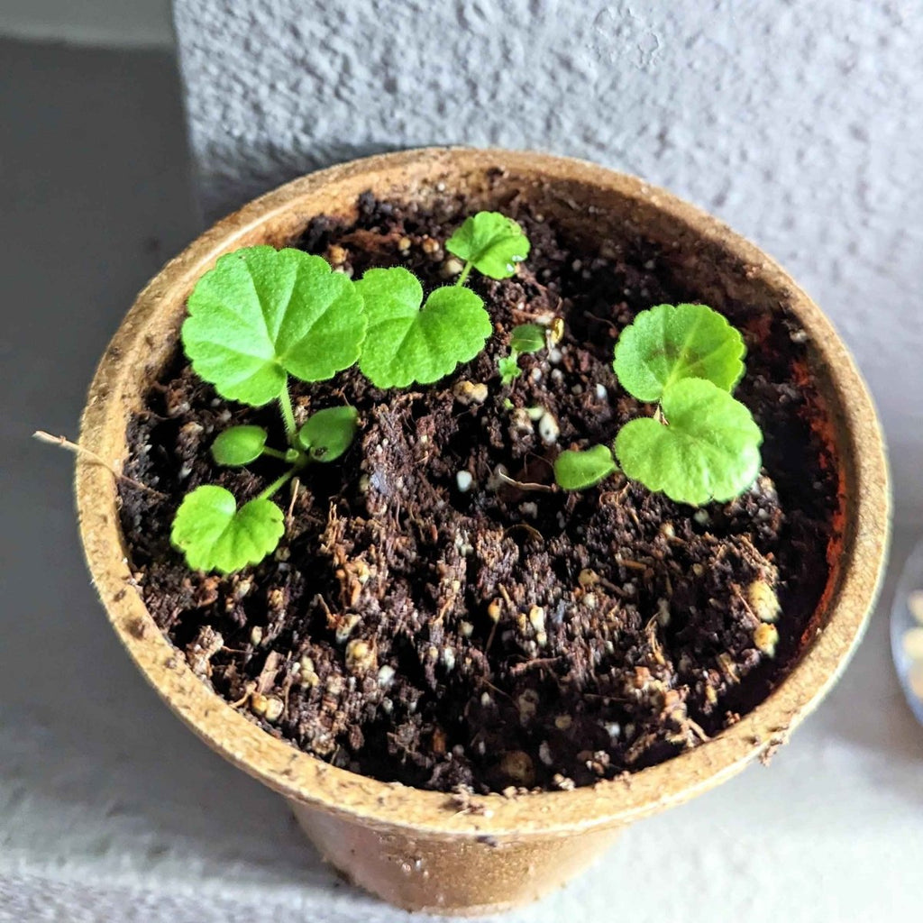 Geranium Seeds Plantflix