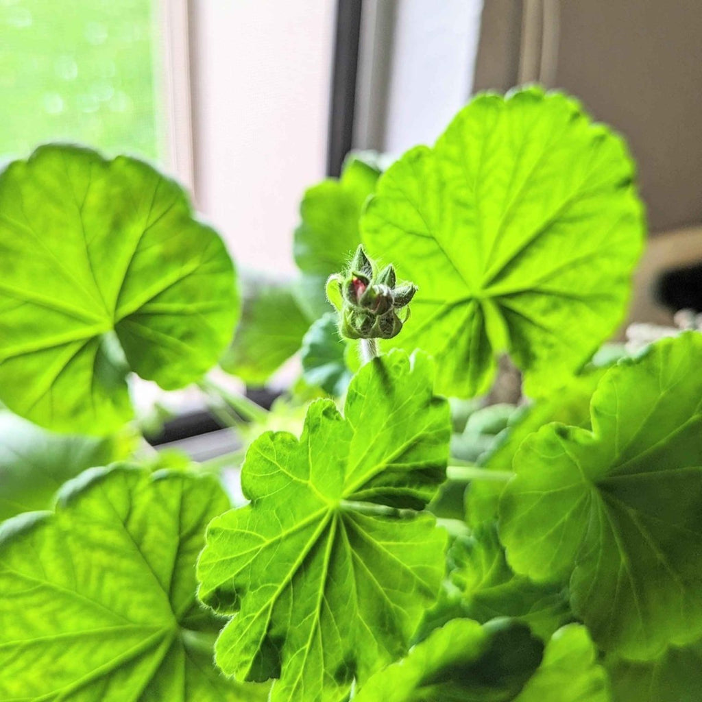 Geranium Seeds Plantflix