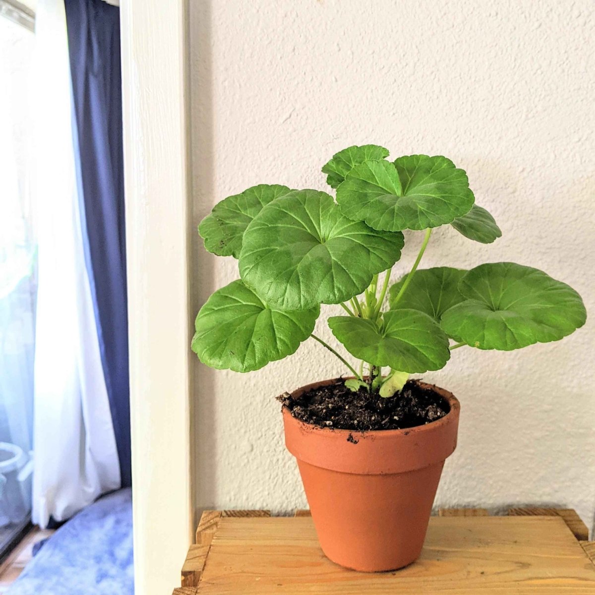 Geranium Seeds Plantflix