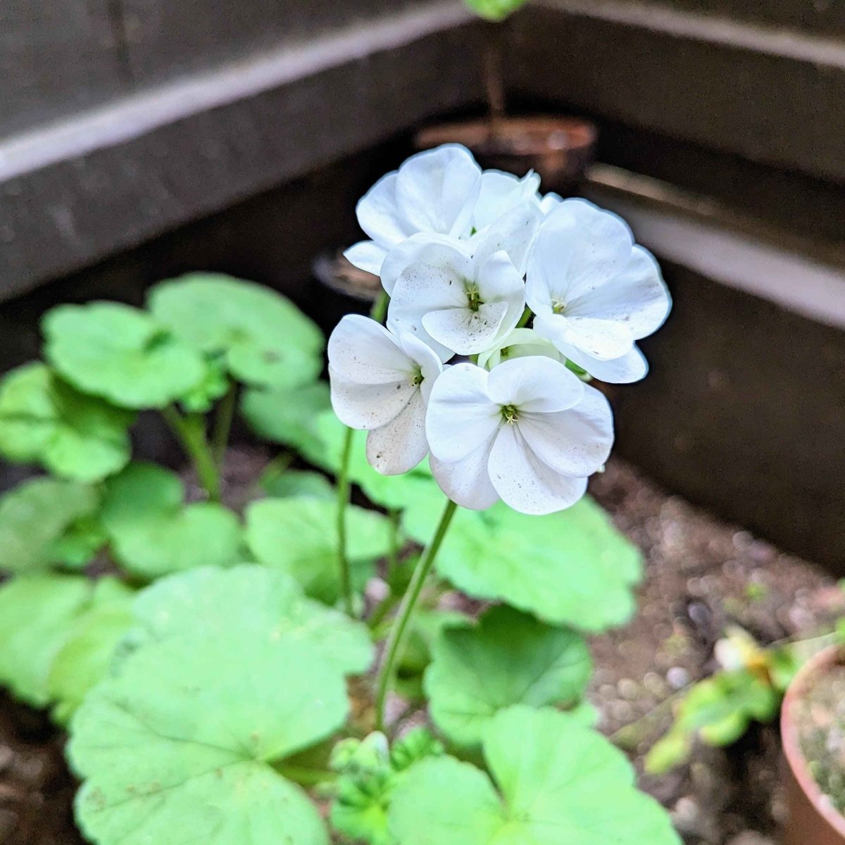 Geranium Seeds Plantflix