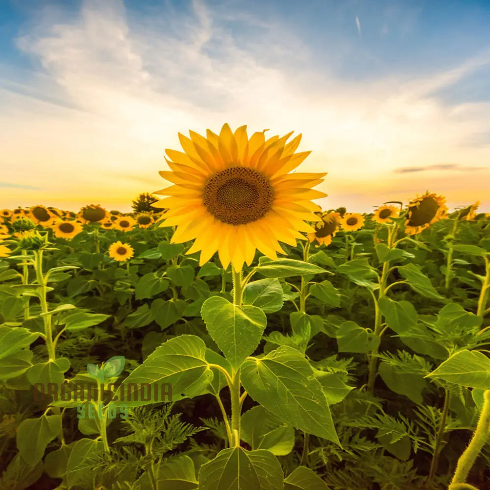 Edible Giant Sunflower Seeds – Grow Mammoth Sunflowers for Backyards, Kids Gardens, Pollinator Spaces & Seed Harvesting organicindiaseeds