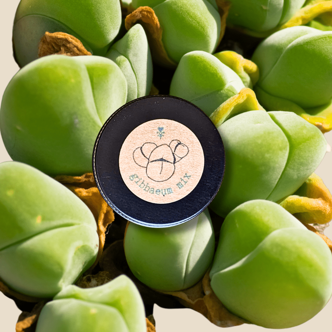 Gibbaeum Seed Mix Plantflix