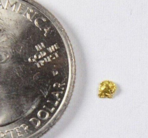 Alaskan Gold Nugget Genuine Yukon Small 22k .05g Fine rocksolidfossils