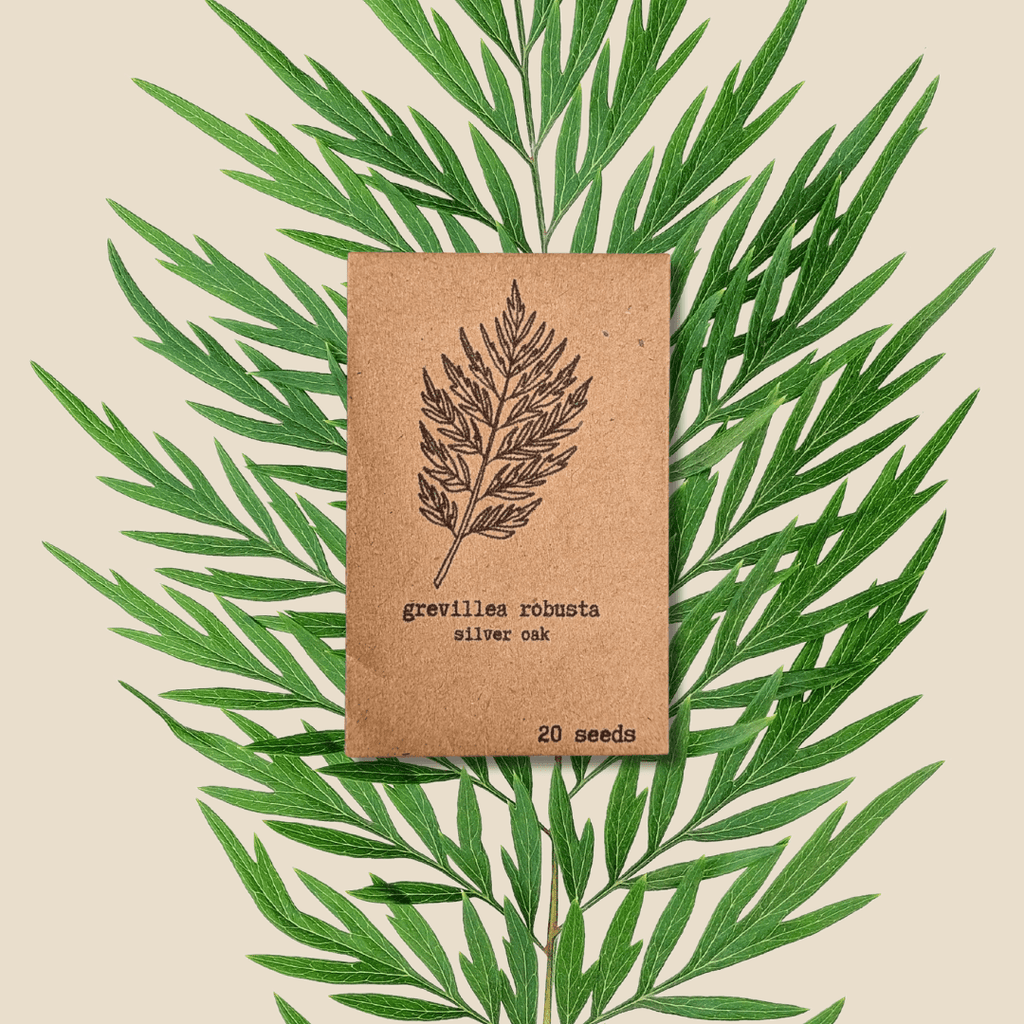 Grevillea Robusta 'Silver Oak' Seeds Plantflix