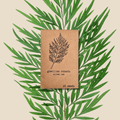 Grevillea Robusta 'Silver Oak' Seeds Plantflix