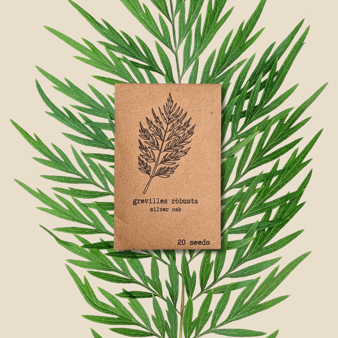 Grevillea Robusta 'Silver Oak' Seeds Plantflix