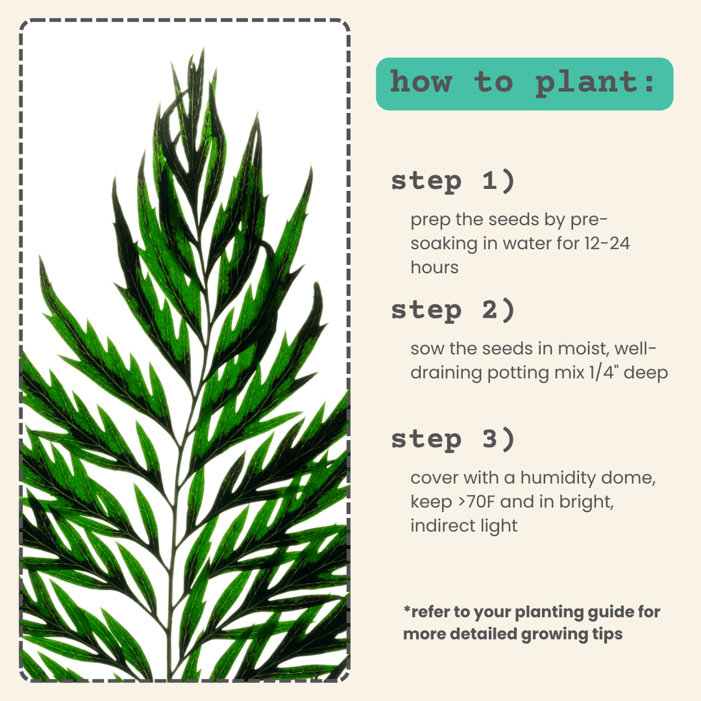 Grevillea Robusta 'Silver Oak' Seeds Plantflix