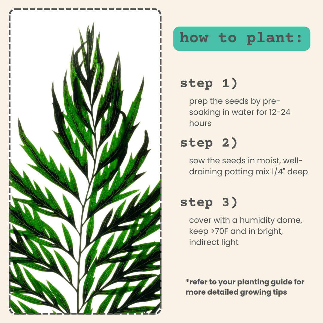 Grevillea Robusta 'Silver Oak' Seeds Plantflix