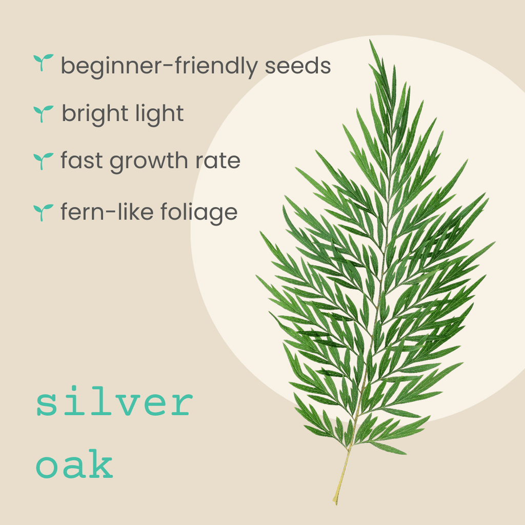 Grevillea Robusta 'Silver Oak' Seeds Plantflix
