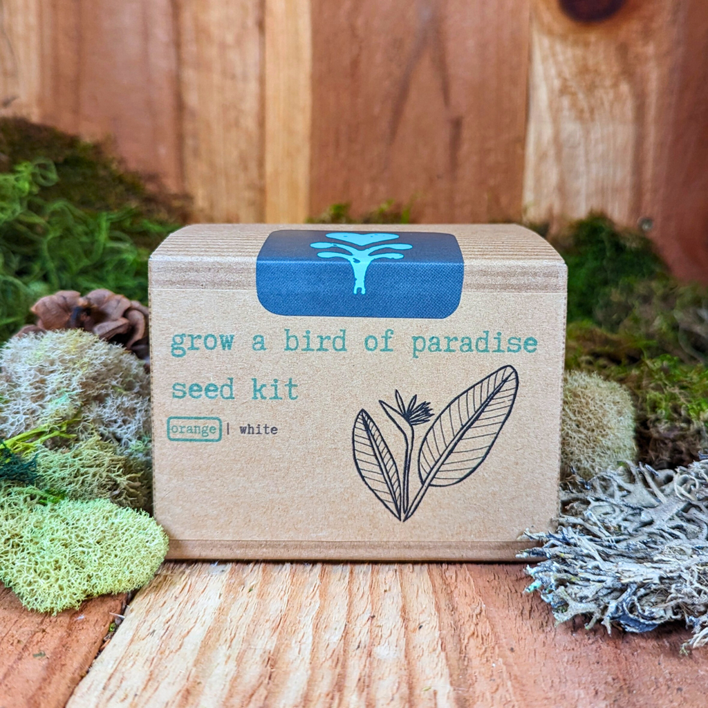 Grow a Bird of Paradise Plant Seed Kit Plantflix