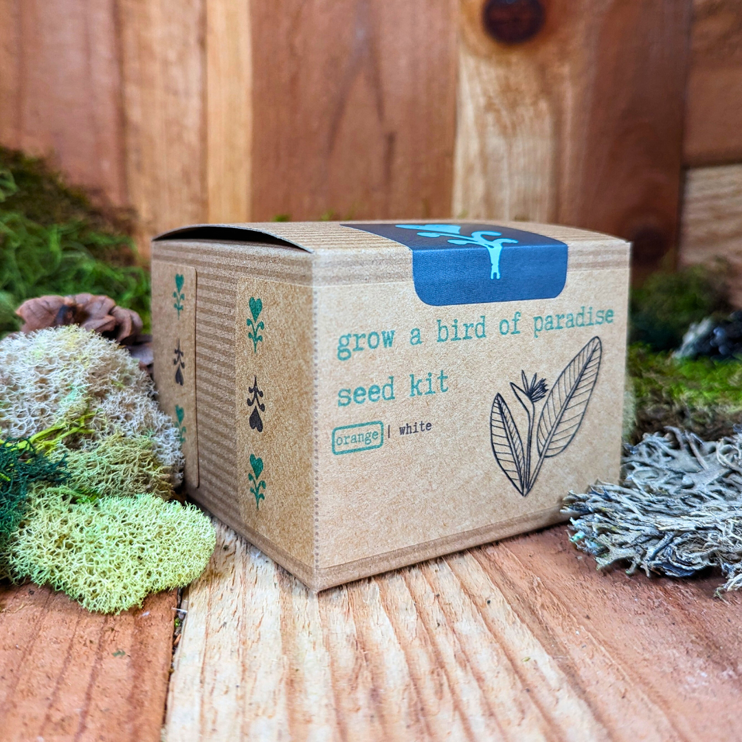 Grow a Bird of Paradise Plant Seed Kit Plantflix