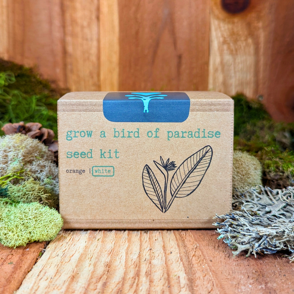 Grow a Bird of Paradise Plant Seed Kit Plantflix