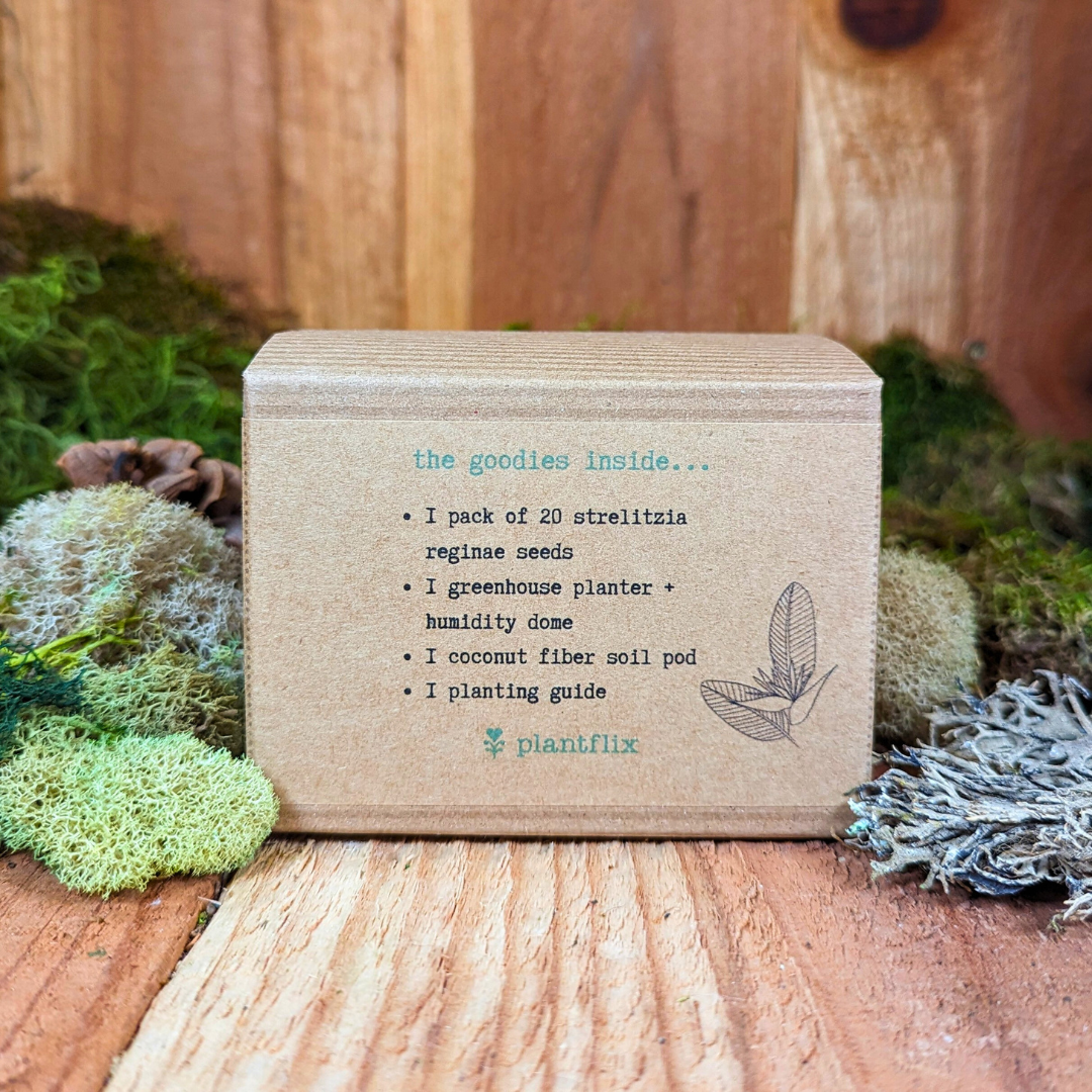 Grow a Bird of Paradise Plant Seed Kit Plantflix