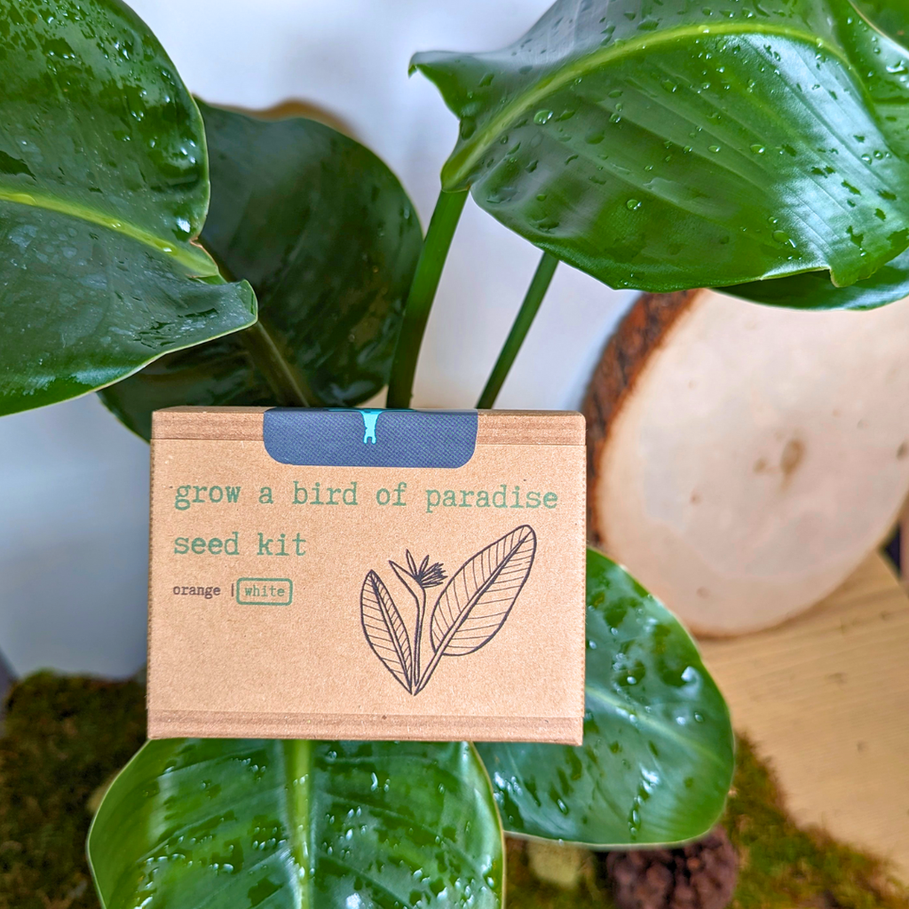 Grow a Bird of Paradise Plant Seed Kit Plantflix