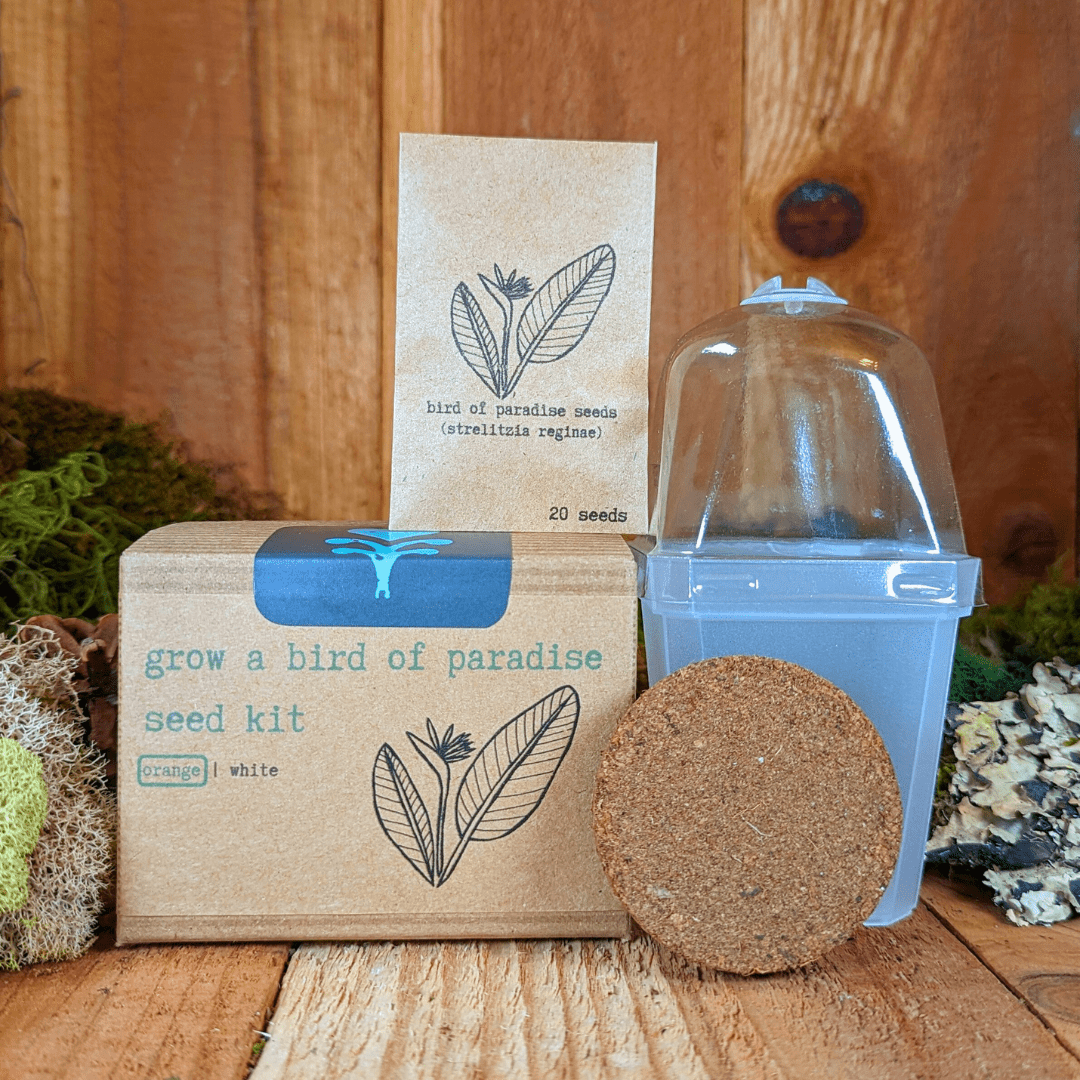Grow a Bird of Paradise Plant Seed Kit Plantflix