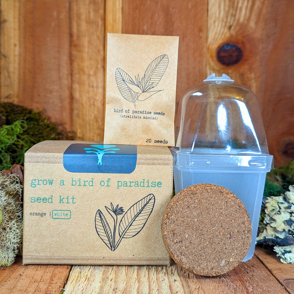 Grow a Bird of Paradise Plant Seed Kit Plantflix