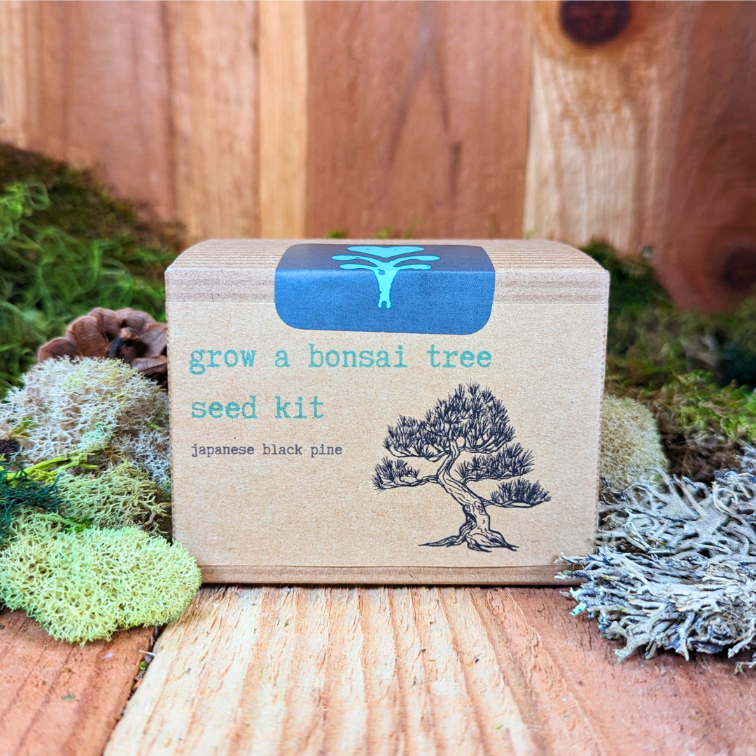 Grow a Bonsai Plant Seed Kit Plantflix