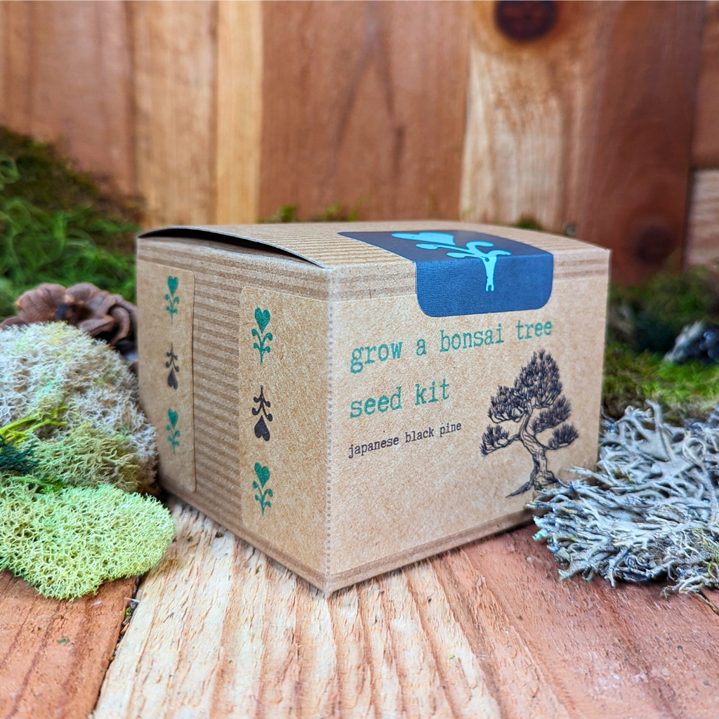 Grow a Bonsai Plant Seed Kit Plantflix