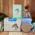 Grow a Bonsai Plant Seed Kit Plantflix