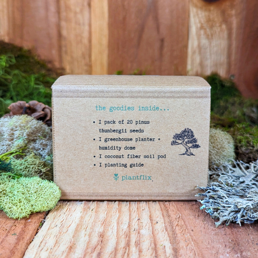 Grow a Bonsai Plant Seed Kit Plantflix