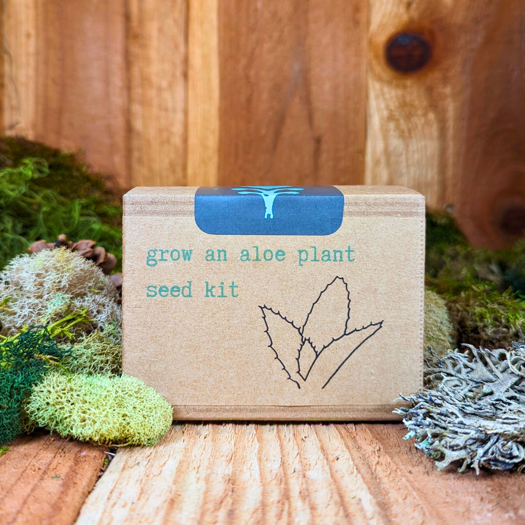 Grow an Aloe Plant Seed Kit Plantflix