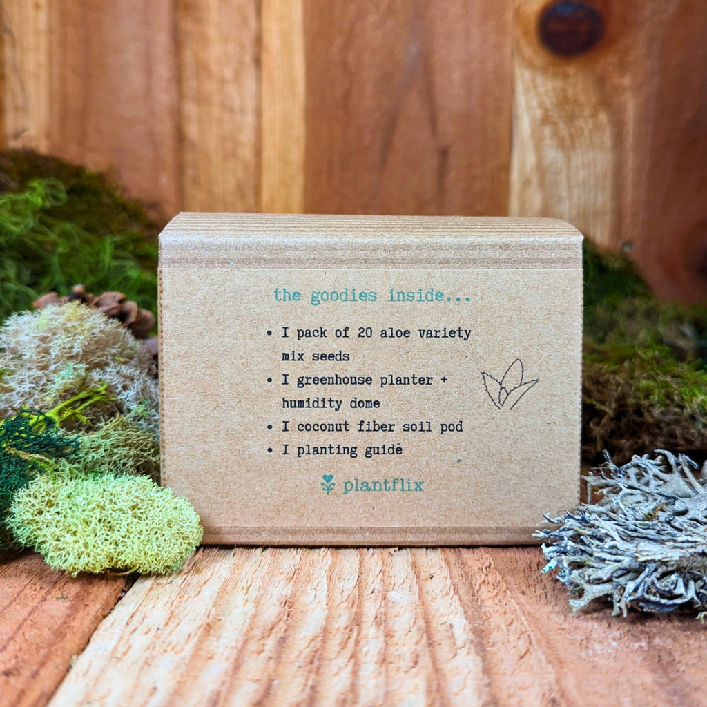Grow an Aloe Plant Seed Kit Plantflix