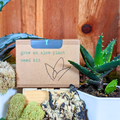 Grow an Aloe Plant Seed Kit Plantflix