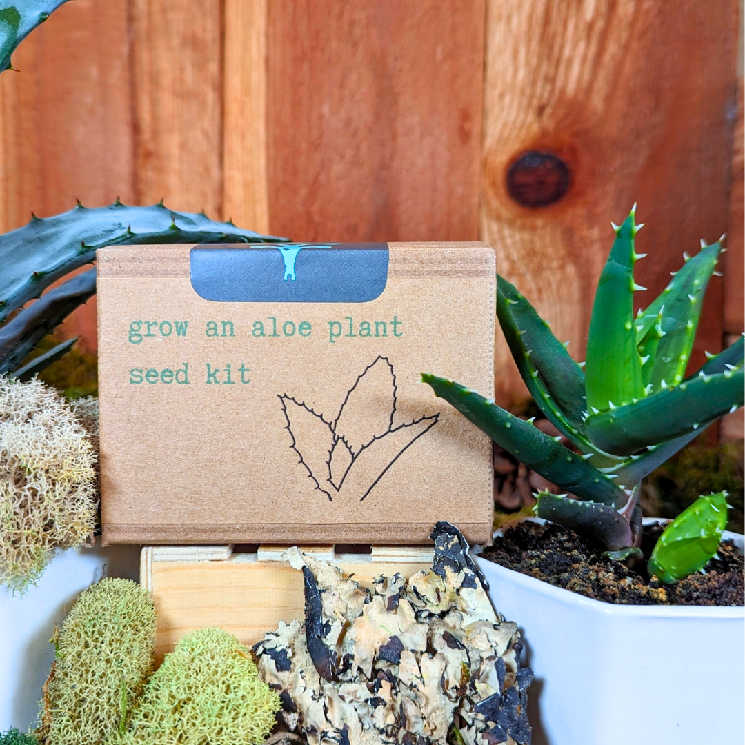 Grow an Aloe Plant Seed Kit Plantflix