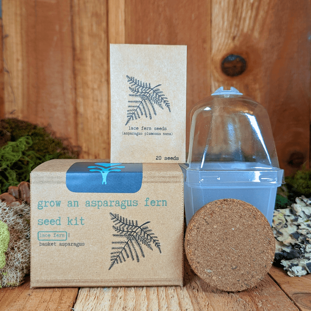 Grow an Asparagus Fern Plant Seed Kit Plantflix