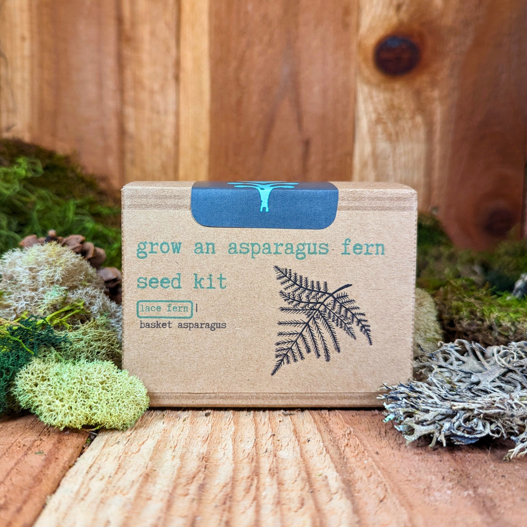 Grow an Asparagus Fern Plant Seed Kit Plantflix