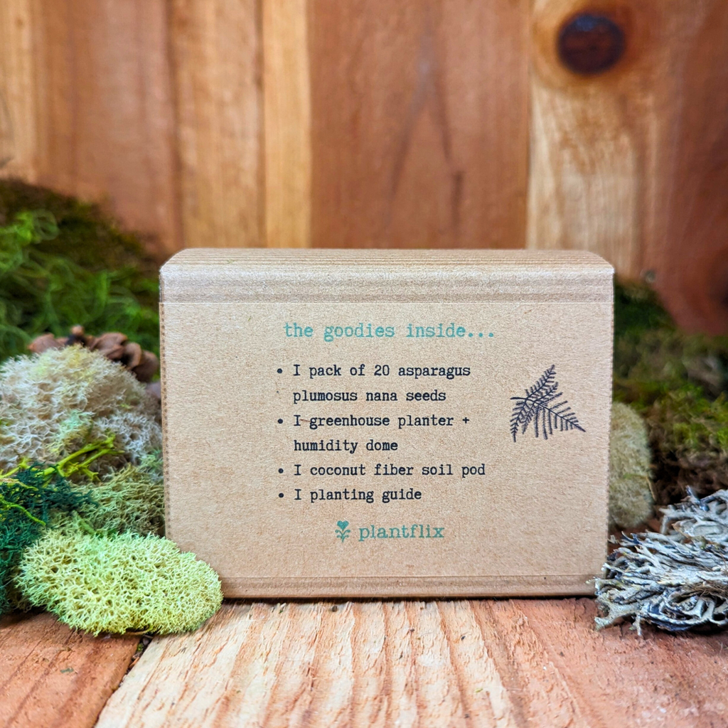 Grow an Asparagus Fern Plant Seed Kit Plantflix