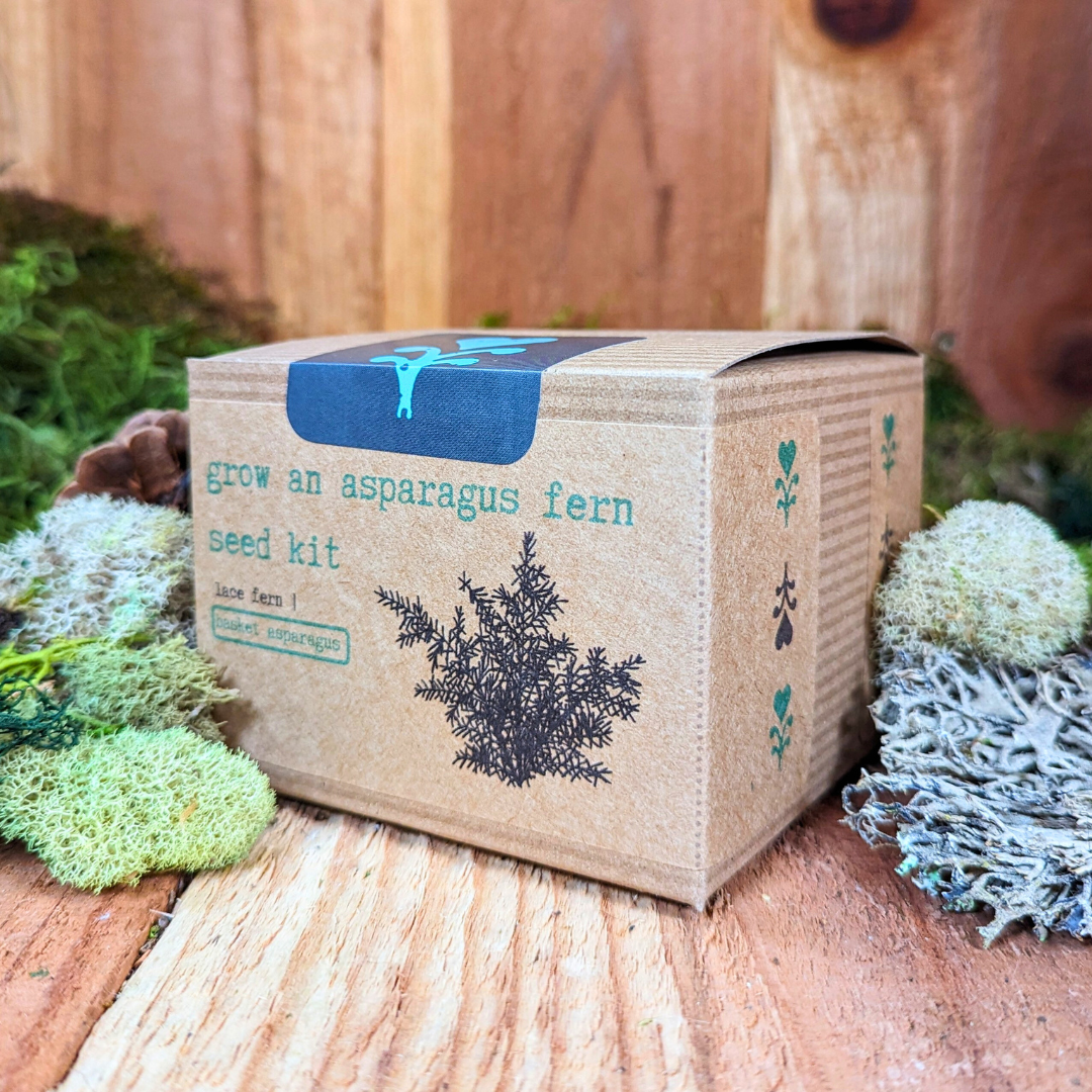 Grow an Asparagus Fern Plant Seed Kit Plantflix