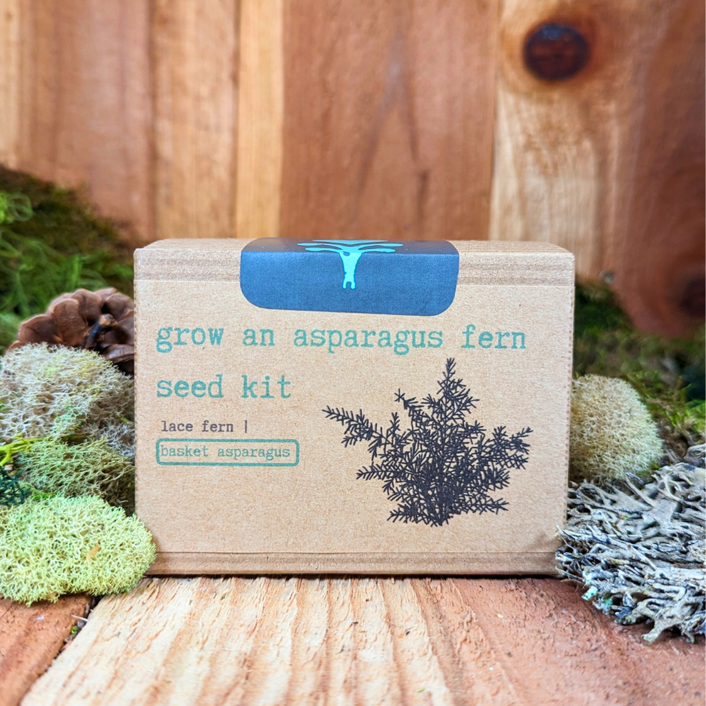 Grow an Asparagus Fern Plant Seed Kit Plantflix