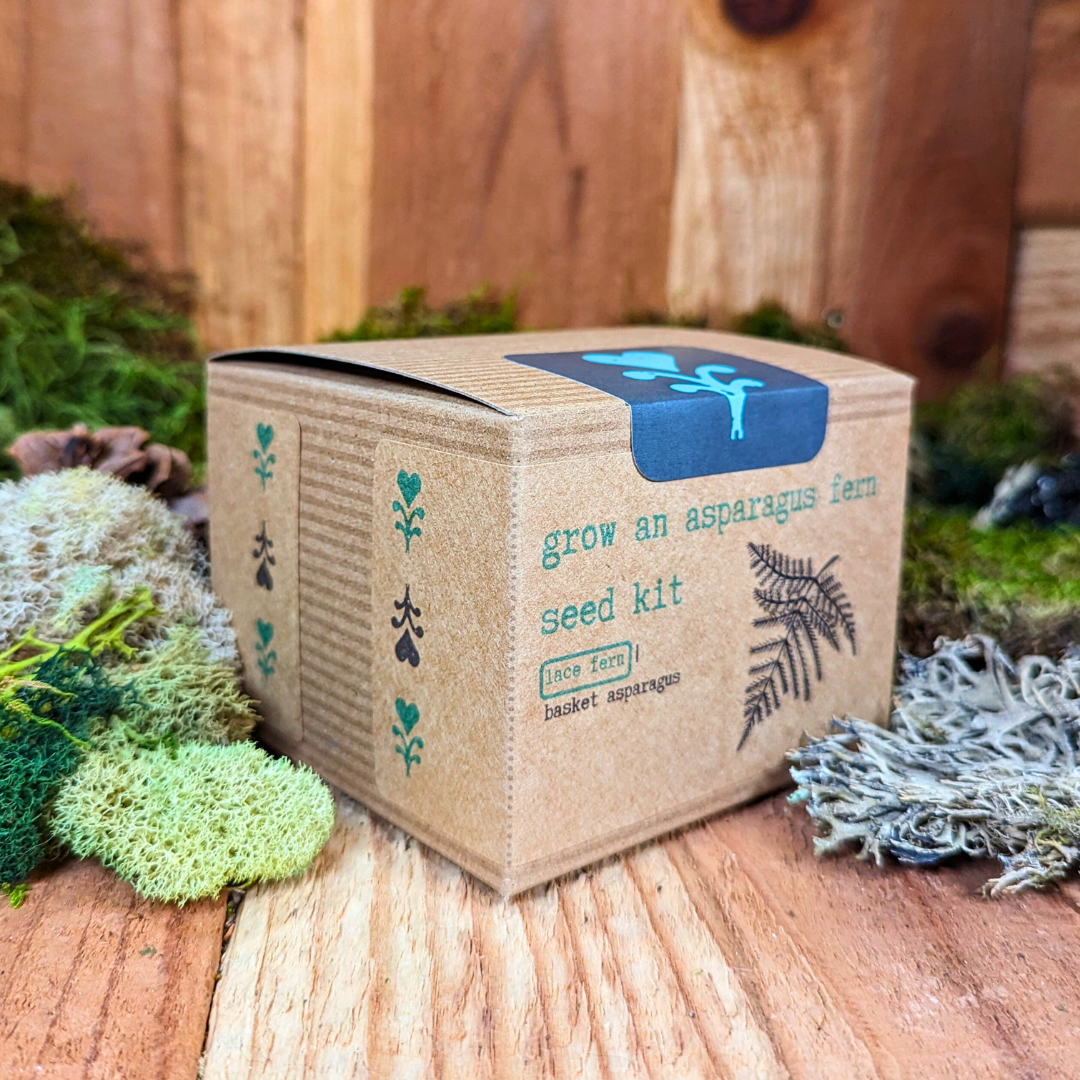 Grow an Asparagus Fern Plant Seed Kit Plantflix