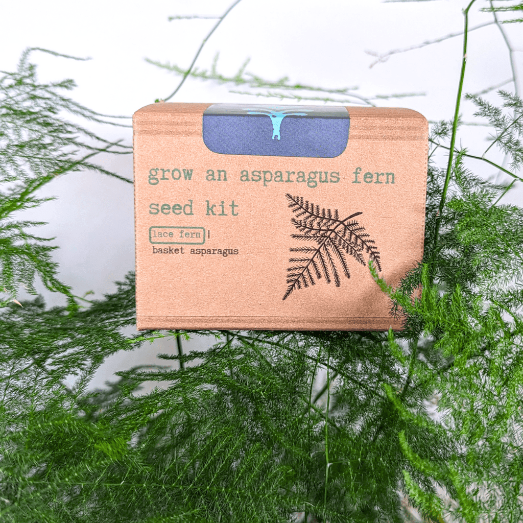 Grow an Asparagus Fern Plant Seed Kit Plantflix
