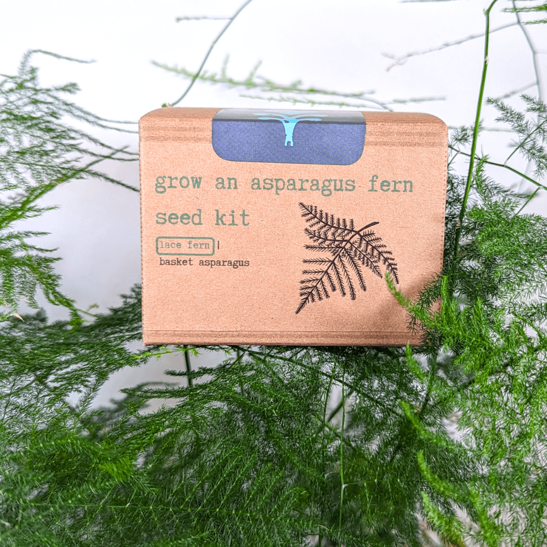 Grow an Asparagus Fern Plant Seed Kit Plantflix
