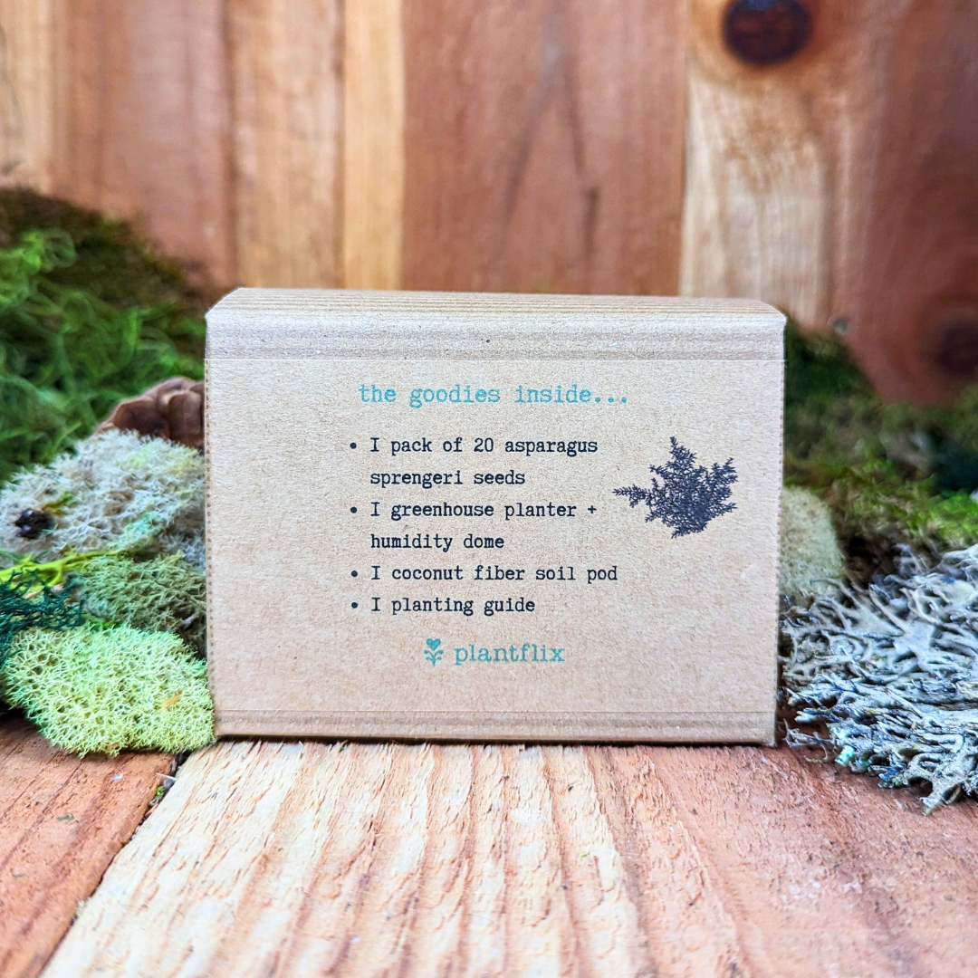 Grow an Asparagus Fern Plant Seed Kit Plantflix