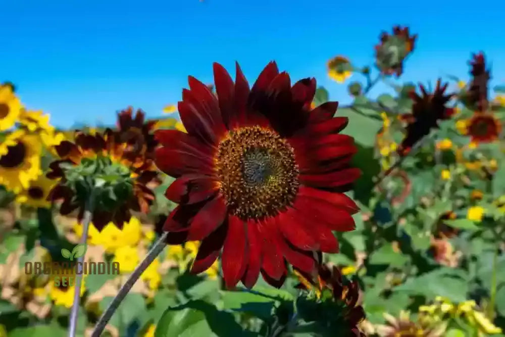 Grow Majestic Red Giant Sunflowers: The Ultimate Guide to Stunning Garden Blooms organicindiaseeds