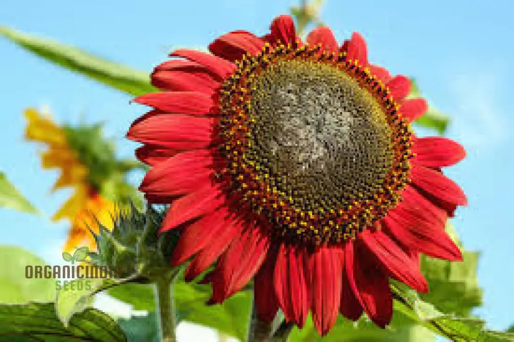 Grow Majestic Red Giant Sunflowers: The Ultimate Guide to Stunning Garden Blooms organicindiaseeds