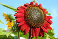 Grow Majestic Red Giant Sunflowers: The Ultimate Guide to Stunning Garden Blooms organicindiaseeds