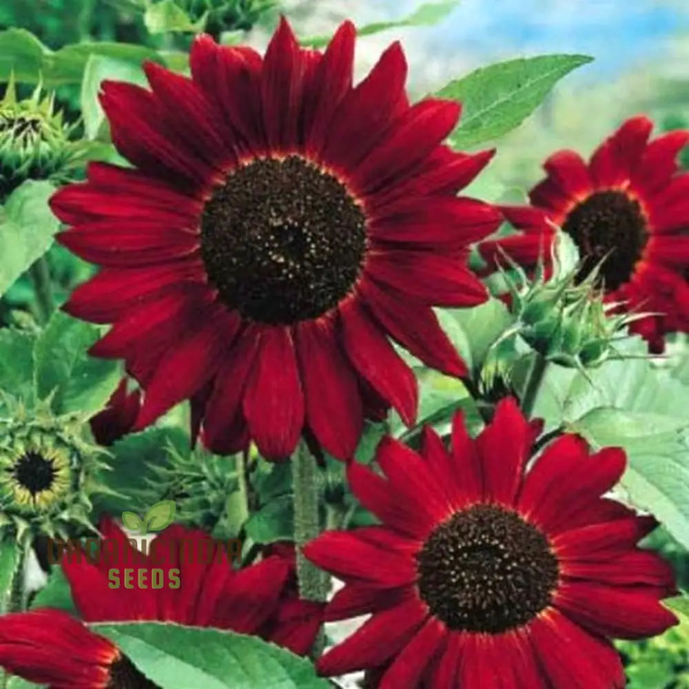 Grow Majestic Red Giant Sunflowers: The Ultimate Guide to Stunning Garden Blooms organicindiaseeds