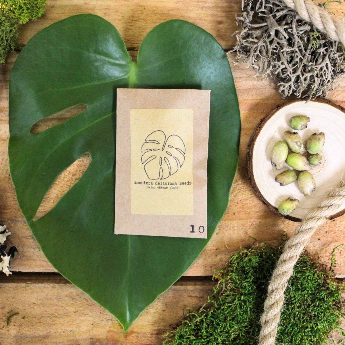"Grow your own Jungle" Houseplant Seed Collection Plantflix