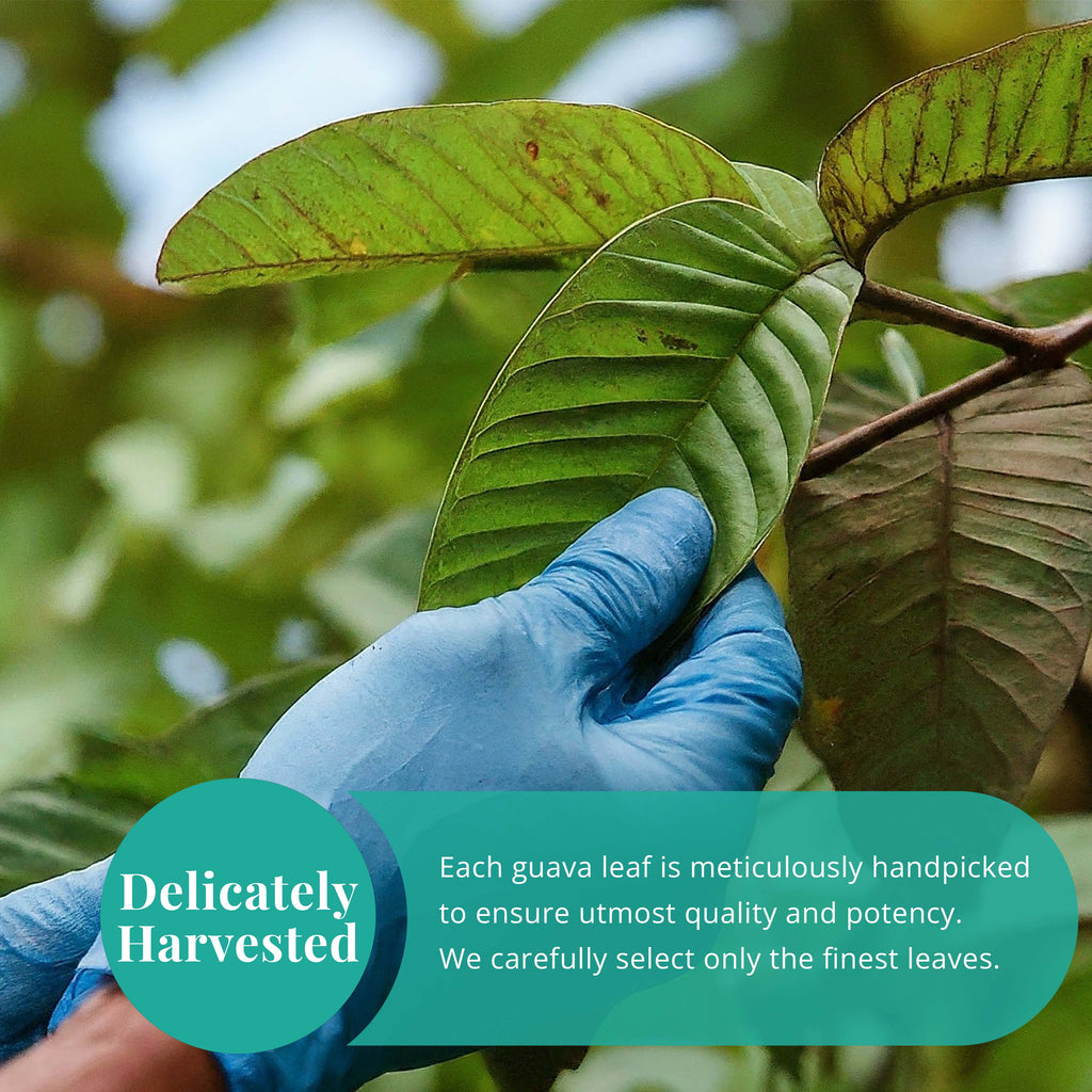 Akshit Dried Guava Leaves ( Hojas De Guayaba ) - 2.6 oz | Pure Guava Leaf for Tea | Feuilles de goyave | Caffeine free, Non GMO, Gluten-free, bio Akshit Akshit