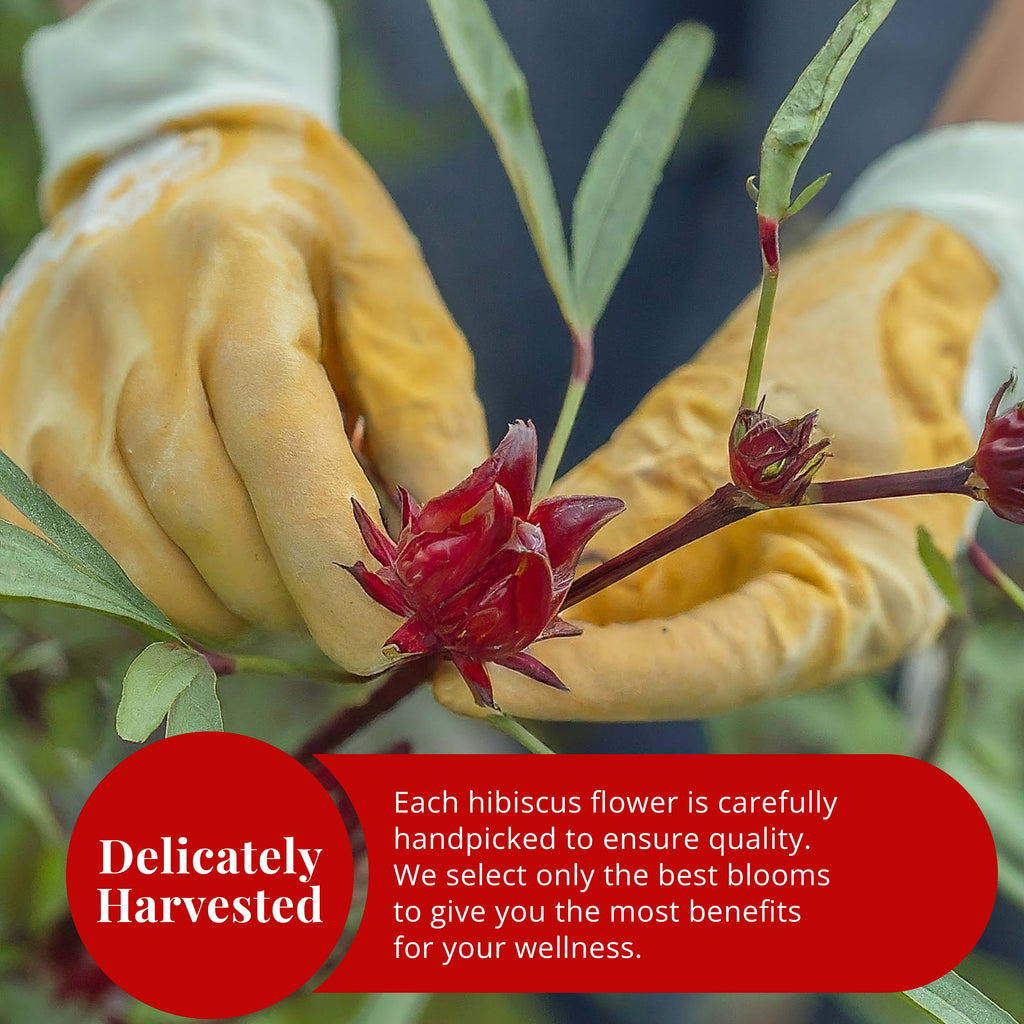 Akshit 5 oz. Dried Hibiscus Flowers (Flor de Jamaica) Tea | Loose Leaf Tea | Caffeine-Free | Vegan Friendly | Fleurs d'hibiscus – Antioxidant Herbal Tea Akshit